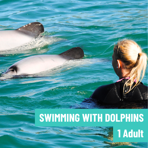 Swimming with Dolphins (1x Adult)