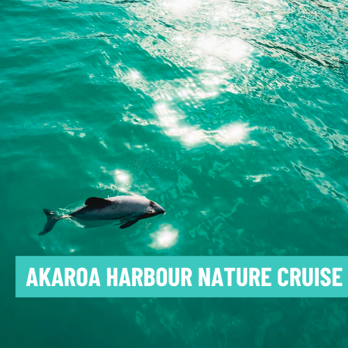 2.Akaroa Nature Cruise
