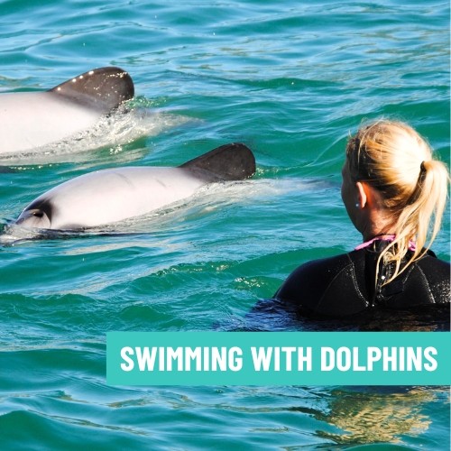 5.Swimming with Dolphins