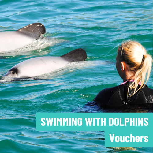 Swimming With Dolphins Vouchers
