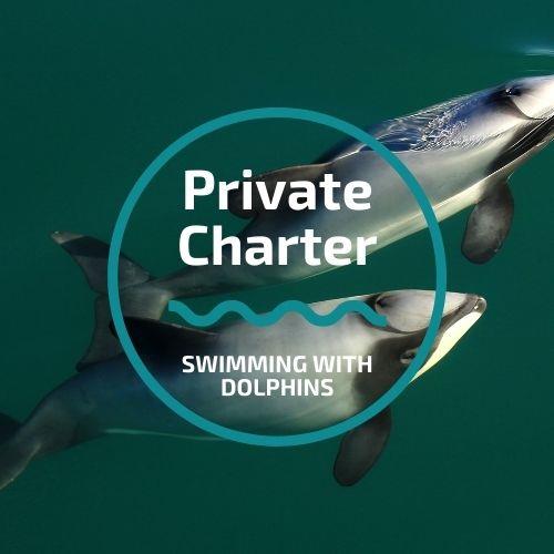 Swimming with Dolphins - Private Charter